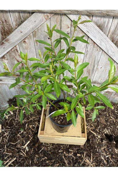 Верба Меланостахіс посадка